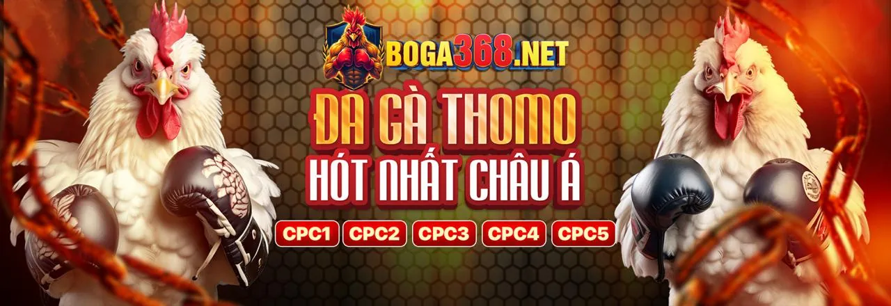 Hình ảnh đá gà trực tiếp với không khí sôi động của trường gà, kết hợp công nghệ livestream, phản ánh văn hóa cá cược truyền thống và hiện đại.